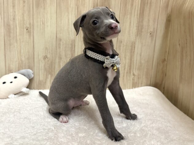 広島県のイタリアングレーハウンド (アミーゴ東深津店/2026年1月28日生まれ/男の子/ブルーホワイト)の子犬の3枚目の画像