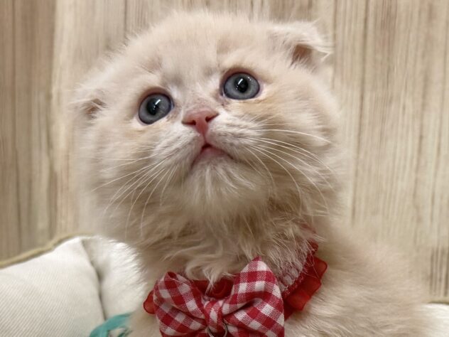 広島県のスコティッシュフォールド (アミーゴ東深津店/2026年1月28日生まれ/女の子/クリームタビー)の子猫の1枚目の画像