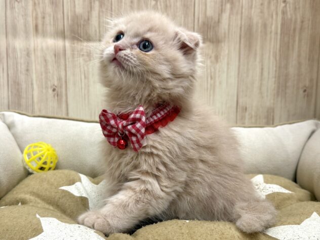 広島県のスコティッシュフォールド (アミーゴ東深津店/2026年1月28日生まれ/女の子/クリームタビー)の子猫の2枚目の画像