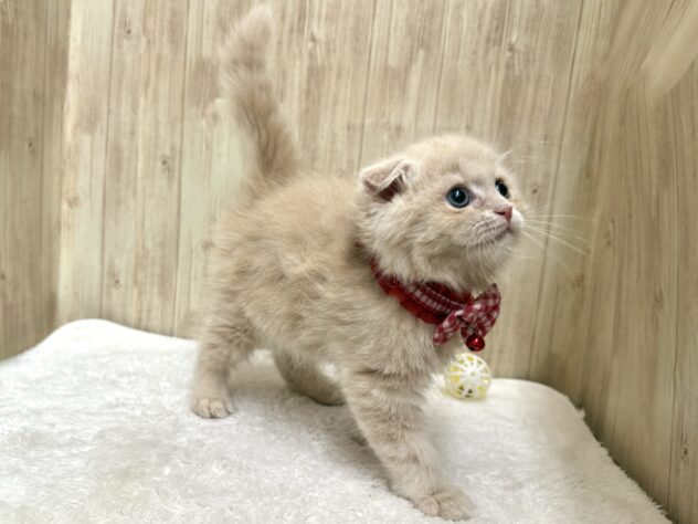 広島県のスコティッシュフォールド (アミーゴ東深津店/2026年1月28日生まれ/女の子/クリームタビー)の子猫の3枚目の画像