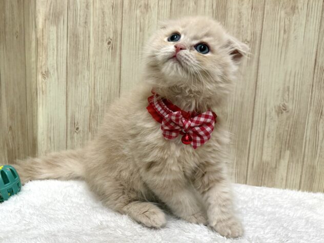 広島県のスコティッシュフォールド (アミーゴ東深津店/2026年1月28日生まれ/女の子/クリームタビー)の子猫の4枚目の画像