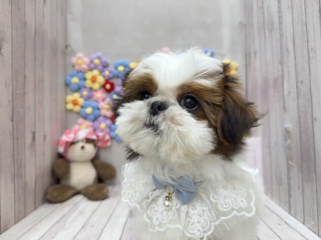 岡山県のシーズー (ワンキャラット アミーゴ高屋店/2025年12月25日生まれ/男の子/ゴールドホワイト)の子犬の3枚目の画像