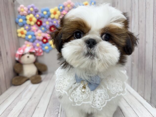 岡山県のシーズー (ワンキャラット アミーゴ高屋店/2025年12月25日生まれ/男の子/ゴールドホワイト)の子犬の1枚目の画像