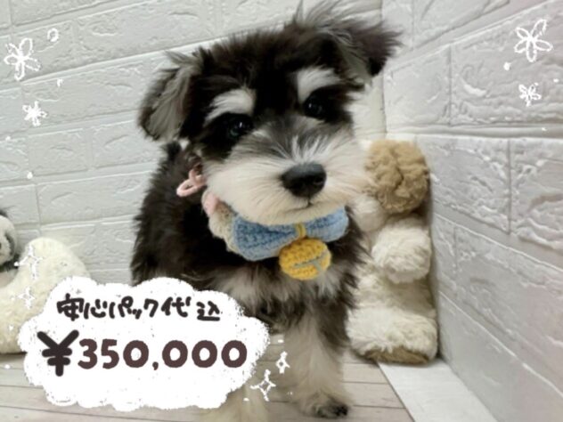 岡山県のミニチュアシュナウザー (ワンキャラット アミーゴ岡南店/2025年12月16日生まれ/男の子/ブラックシルバー)の子犬の1枚目の画像