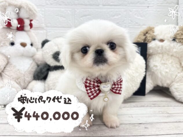 岡山県のペキニーズ (ワンキャラット アミーゴ岡南店/2026年1月28日生まれ/女の子/ホワイト)の子犬の1枚目の画像