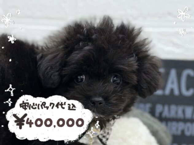 岡山県のハーフ犬・ミックス犬 (ワンキャラット アミーゴ岡南店/2026年1月21日生まれ/男の子/ブラック)の子犬の1枚目の画像