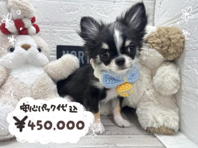 岡山県のチワワ(ロング) (ワンキャラット アミーゴ岡南店/2025年11月27日生まれ/男の子/ブラックタンホワイト)の子犬の1枚目の画像