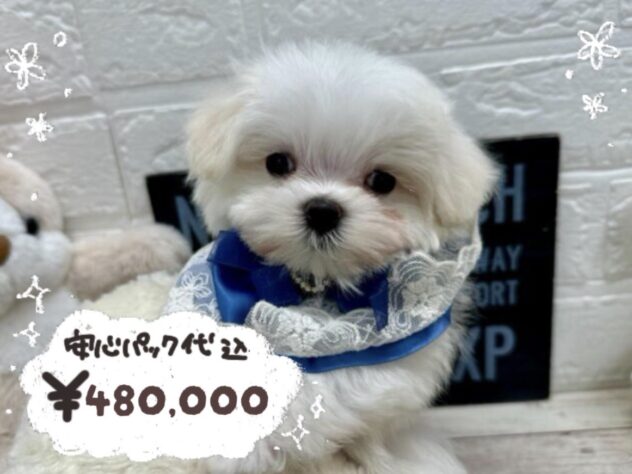 岡山県のマルチーズ (ワンキャラット アミーゴ岡南店/2026年1月27日生まれ/男の子/ホワイト)の子犬の1枚目の画像