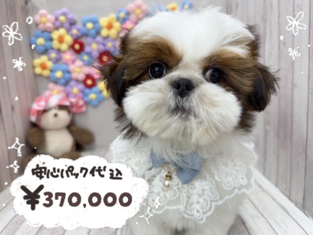 岡山県のシーズー (ワンキャラット アミーゴ岡南店/2025年12月25日生まれ/男の子/ゴールドホワイト)の子犬の1枚目の画像