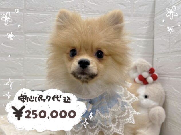 岡山県のポメラニアン (ワンキャラット アミーゴ岡南店/2025年10月12日生まれ/男の子/オレンジ)の子犬の1枚目の画像