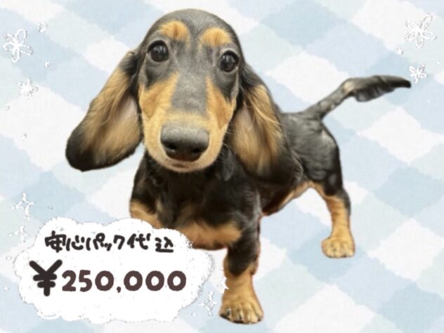 岡山県のカニンヘンダックスフンド(ロング) (ワンキャラット アミーゴ岡南店/2025年11月3日生まれ/男の子/ブラックタン)の子犬の1枚目の画像