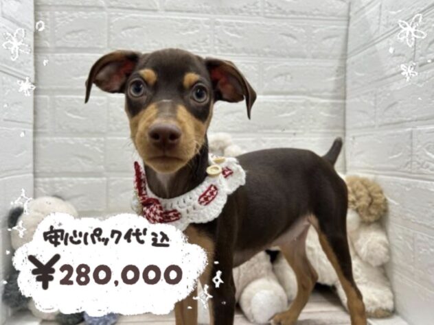 岡山県のミニチュアピンシャー (ワンキャラット アミーゴ岡南店/2025年11月23日生まれ/女の子/チョコレートタン)の子犬の1枚目の画像