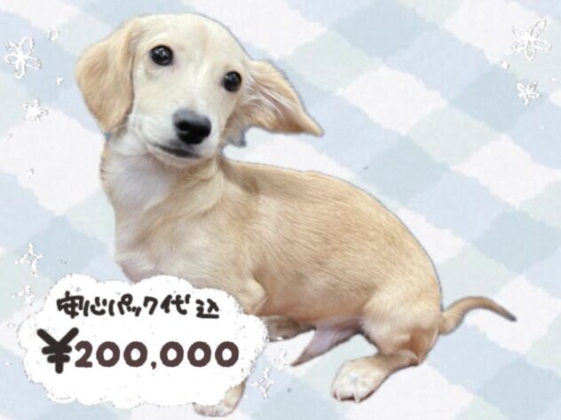 岡山県のハーフ犬・ミックス犬 (ワンキャラット アミーゴ岡南店/2025年10月27日生まれ/男の子/クリーム)の子犬の1枚目の画像