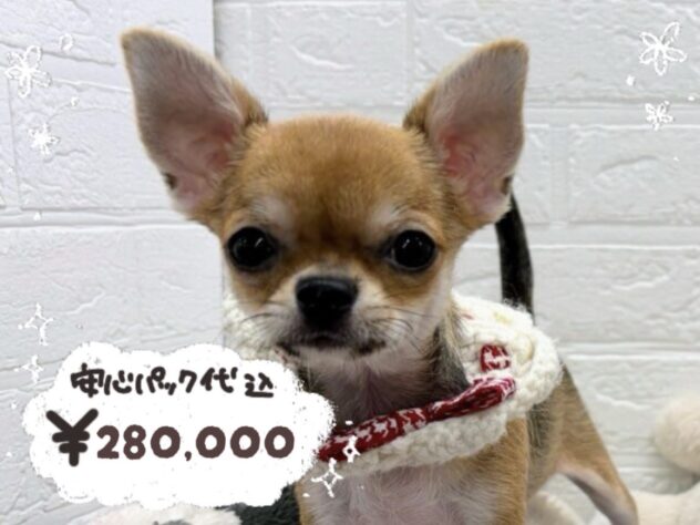 岡山県のチワワ(ロング) (ワンキャラット アミーゴ岡南店/2025年11月21日生まれ/女の子/セーブルホワイト)の子犬の1枚目の画像