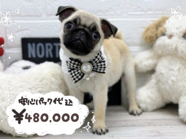 岡山県のパグ (ワンキャラット アミーゴ岡南店/2026年1月8日生まれ/女の子/フォーン)の子犬の1枚目の画像