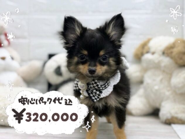 岡山県のハーフ犬・ミックス犬 (ワンキャラット アミーゴ岡南店/2025年12月23日生まれ/女の子/ブラックタン)の子犬の1枚目の画像