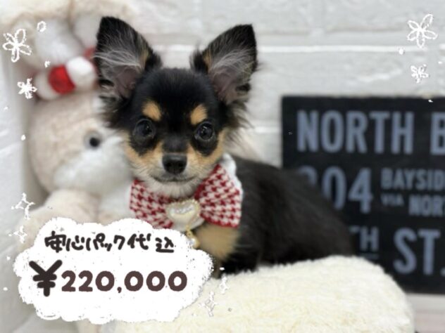 岡山県のハーフ犬・ミックス犬 (ワンキャラット アミーゴ岡南店/2025年11月6日生まれ/女の子/ブラックタン)の子犬の1枚目の画像