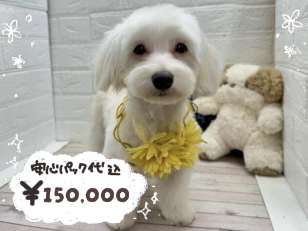 岡山県のハーフ犬・ミックス犬 (ワンキャラット アミーゴ岡南店/2025年8月11日生まれ/女の子/クリーム)の子犬の1枚目の画像