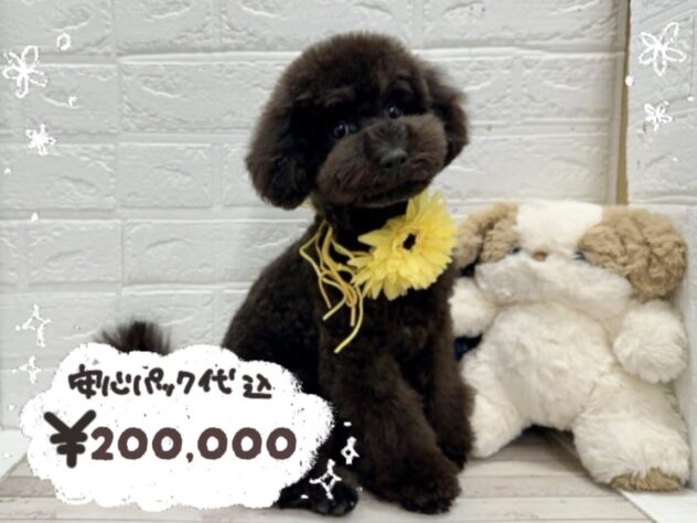 岡山県のトイプードル(トイ) (ワンキャラット アミーゴ岡南店/2025年10月28日生まれ/男の子/ブラック)の子犬の1枚目の画像