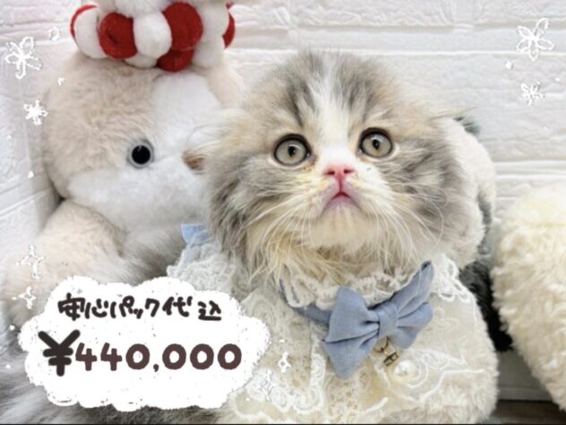 岡山県のスコティッシュフォールド (ワンキャラット アミーゴ岡南店/2026年1月24日生まれ/男の子/ブルークラシックタビーホワイト)の子猫の1枚目の画像