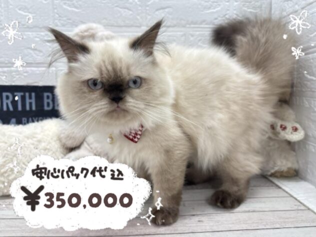 岡山県のヒマラヤン (ワンキャラット アミーゴ岡南店/2025年10月4日生まれ/女の子/シールポイント)の子猫の1枚目の画像