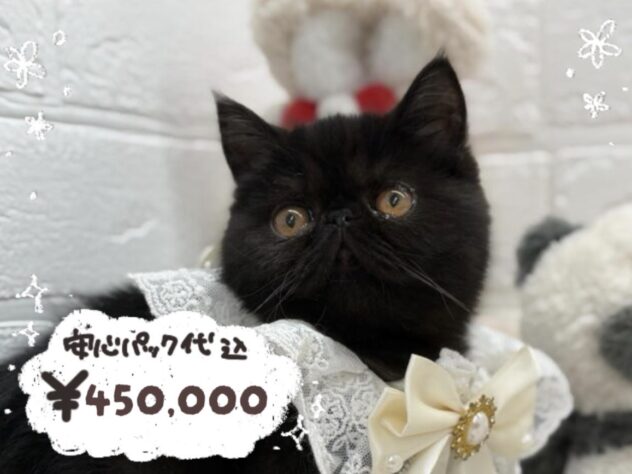 岡山県のエキゾチック (ワンキャラット アミーゴ岡南店/2026年1月9日生まれ/女の子/01 ブラック系)の子猫の1枚目の画像