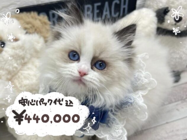 岡山県のラグドール (ワンキャラット アミーゴ岡南店/2026年1月11日生まれ/男の子/シールポイント)の子猫の1枚目の画像