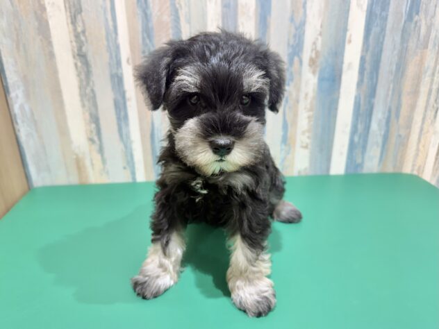 岡山県のミニチュアシュナウザー (アミーゴ妹尾店/2026年1月6日生まれ/男の子/ブラックシルバー)の子犬の1枚目の画像
