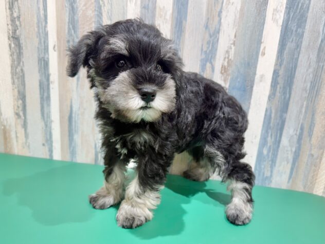 岡山県のミニチュアシュナウザー (アミーゴ妹尾店/2026年1月6日生まれ/男の子/ブラックシルバー)の子犬の2枚目の画像