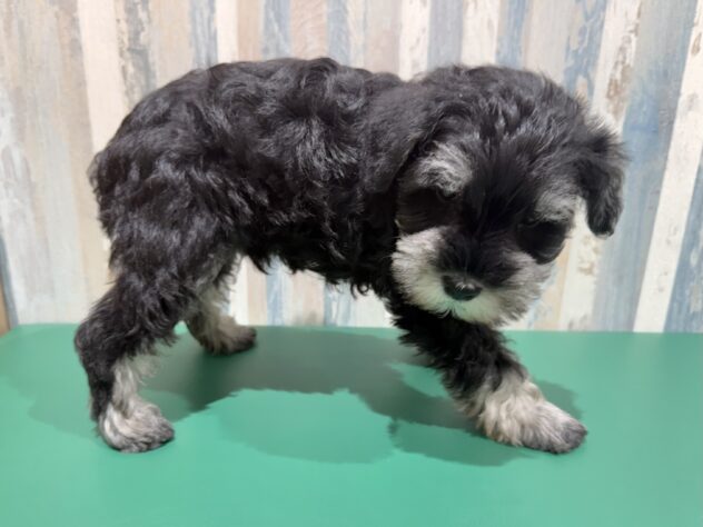 岡山県のミニチュアシュナウザー (アミーゴ妹尾店/2026年1月6日生まれ/男の子/ブラックシルバー)の子犬の3枚目の画像