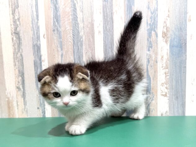 岡山県のスコティッシュフォールド (アミーゴ妹尾店/2026年1月6日生まれ/男の子/ブラウンタビーホワイト)の子猫