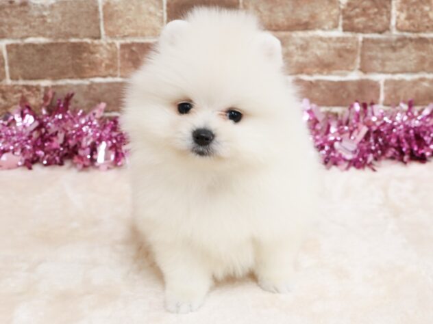 広島県のポメラニアン (アミーゴ西条店/2026年1月1日生まれ/男の子/ホワイト)の子犬の1枚目の画像