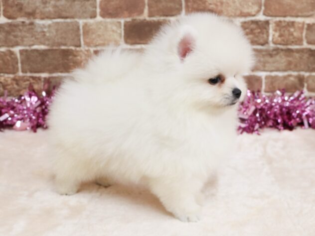 広島県のポメラニアン (アミーゴ西条店/2026年1月1日生まれ/男の子/ホワイト)の子犬の2枚目の画像