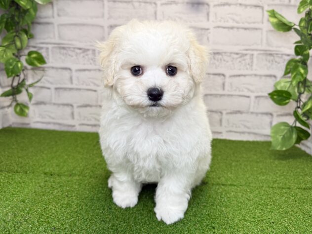 岡山県のビションフリーゼ (アミーゴ妹尾店/2026年1月15日生まれ/男の子/ホワイト)の子犬