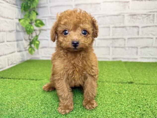 岡山県のトイプードル(トイ) (アミーゴ妹尾店/2026年1月12日生まれ/男の子/レッドフォーン)の子犬