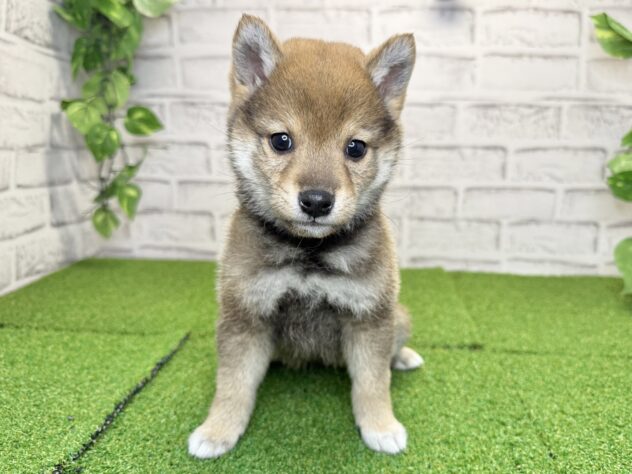 岡山県の豆柴 (アミーゴ妹尾店/2026年1月14日生まれ/女の子/胡麻)の子犬