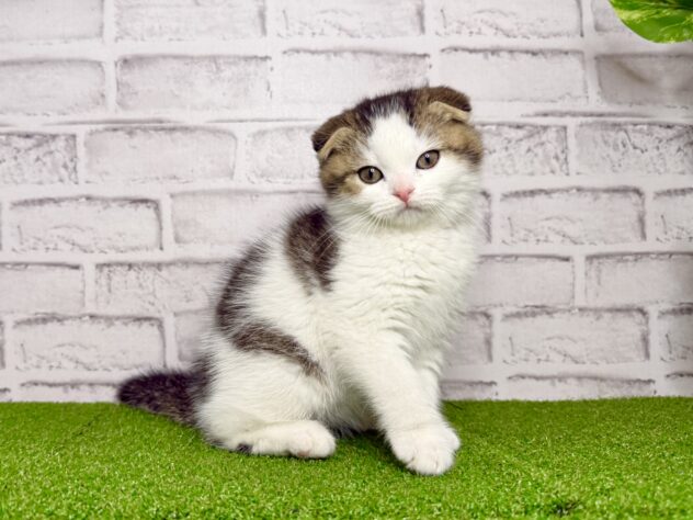 岡山県のスコティッシュフォールド (アミーゴ妹尾店/2026年1月6日生まれ/男の子/ブラウンタビーホワイト)の子猫の1枚目の画像
