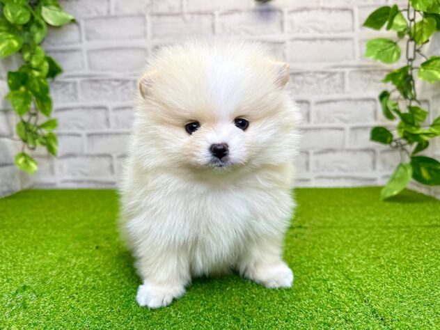 岡山県のポメラニアン (アミーゴ妹尾店/2026年1月19日生まれ/男の子/クリーム)の子犬
