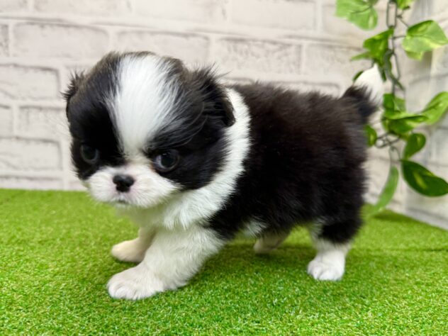 岡山県のハーフ犬・ミックス犬 (アミーゴ妹尾店/2026年1月18日生まれ/男の子/ブラックホワイト)の子犬の2枚目の画像