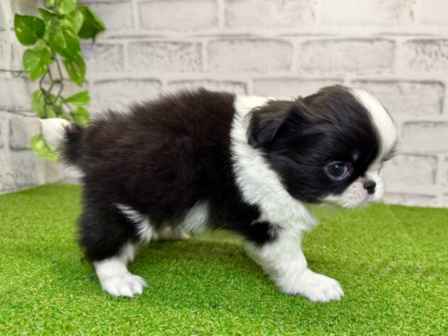 岡山県のハーフ犬・ミックス犬 (アミーゴ妹尾店/2026年1月18日生まれ/男の子/ブラックホワイト)の子犬の3枚目の画像