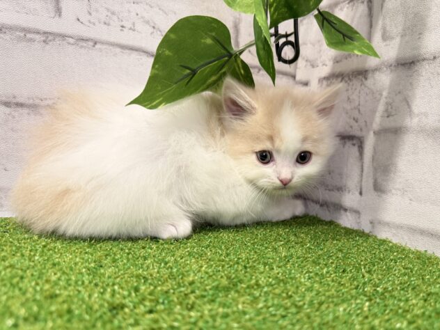 岡山県のマンチカン (アミーゴ妹尾店/2026年1月21日生まれ/男の子/クリームタビーホワイト)の子猫の2枚目の画像