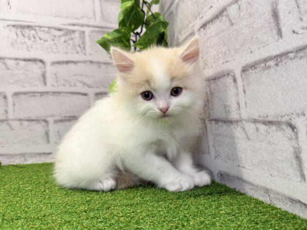 岡山県のマンチカン (アミーゴ妹尾店/2026年1月21日生まれ/男の子/クリームタビーホワイト)の子猫の3枚目の画像