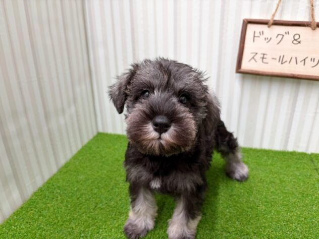 岡山県のミニチュアシュナウザー (アミーゴ倉敷店/2025年12月29日生まれ/女の子/ソルトペッパー)の子犬の2枚目の画像