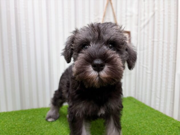 岡山県のミニチュアシュナウザー (アミーゴ倉敷店/2025年12月29日生まれ/女の子/ソルトペッパー)の子犬の3枚目の画像