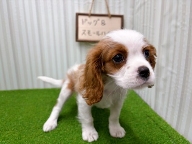 岡山県のキャバリアキングチャールズスパニエル (アミーゴ倉敷店/2026年1月3日生まれ/男の子/ブレンハイム)の子犬の3枚目の画像