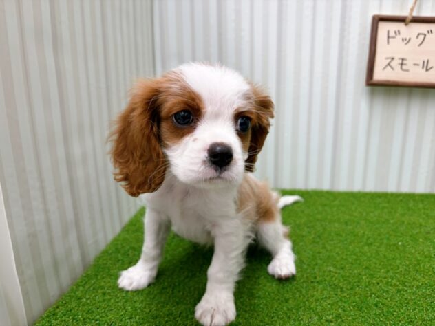 岡山県のキャバリアキングチャールズスパニエル (アミーゴ倉敷店/2026年1月3日生まれ/男の子/ブレンハイム)の子犬の2枚目の画像