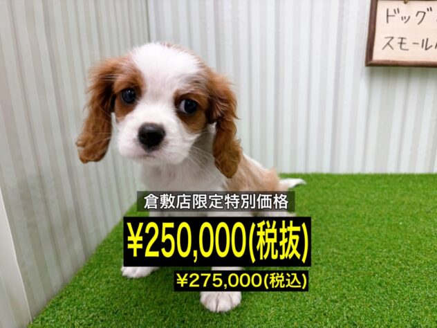 岡山県のキャバリアキングチャールズスパニエル (アミーゴ倉敷店/2026年1月3日生まれ/男の子/ブレンハイム)の子犬の1枚目の画像