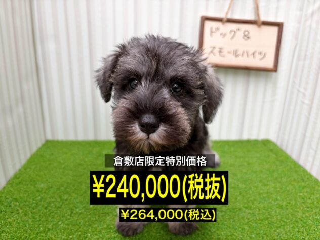 岡山県のミニチュアシュナウザー (アミーゴ倉敷店/2025年12月29日生まれ/女の子/ソルトペッパー)の子犬の1枚目の画像