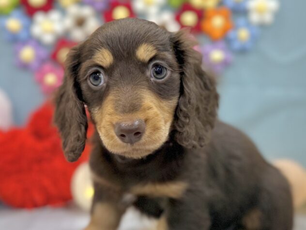 2026年1月3日生まれのミニチュアダックスフンド(ロング)