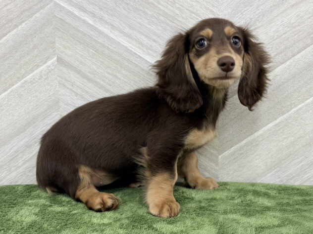 福島県のミニチュアダックスフンド(ロング) (アミーゴ郡山南店/2026年1月7日生まれ/女の子/チョコレートタン)の子犬